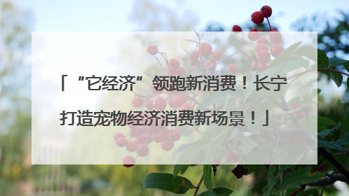 “它经济”领跑新消费！长宁打造宠物经济消费新场景！