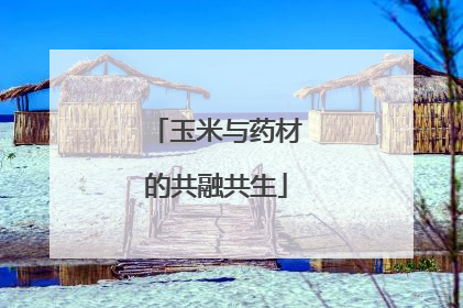 玉米与药材的共融共生
