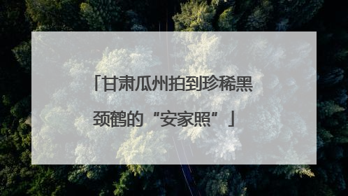 甘肃瓜州拍到珍稀黑颈鹤的“安家照”