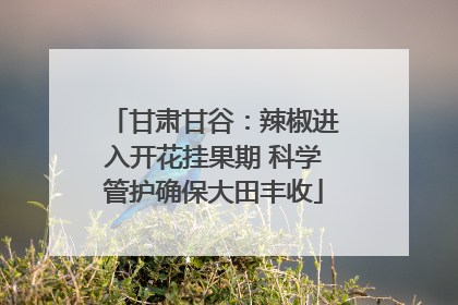 甘肃甘谷：辣椒进入开花挂果期 科学管护确保大田丰收