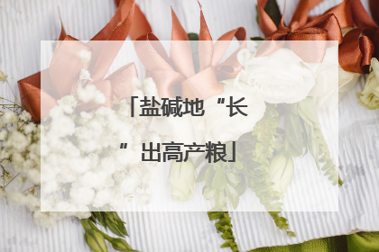 盐碱地“长”出高产粮