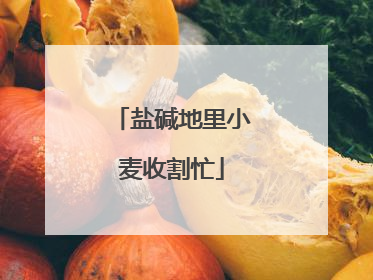 盐碱地里小麦收割忙