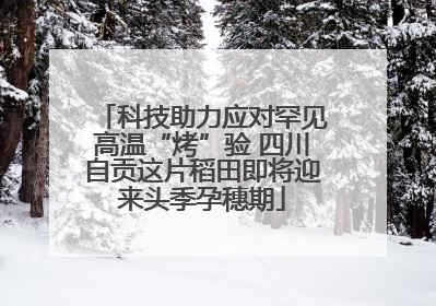 科技助力应对罕见高温“烤”验 四川自贡这片稻田即将迎来头季孕穗期