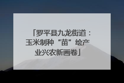罗平县九龙街道：玉米制种“苗”绘产业兴农新画卷