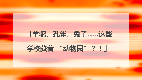 羊驼、孔雀、兔子……这些学校藏着 “动物园”？！