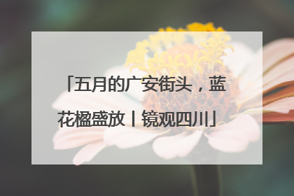 五月的广安街头，蓝花楹盛放丨镜观四川