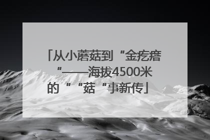 从小蘑菇到“金疙瘩“——海拔4500米的““菇“事新传