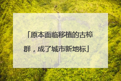 原本面临移植的古樟群，成了城市新地标
