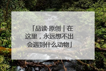 品读·原创｜在这里，永远想不出会遇到什么动物