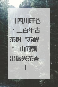四川旺苍：三百年古茶树“苏醒” 山间飘出振兴茶香