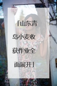 山东青岛小麦收获作业全面展开