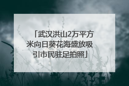 武汉洪山2万平方米向日葵花海盛放吸引市民驻足拍照