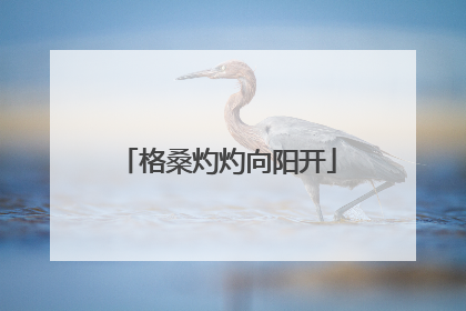格桑灼灼向阳开