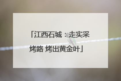 江西石城：走实采烤路 烤出黄金叶