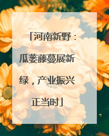 河南新野：瓜蒌藤蔓展新绿，产业振兴正当时