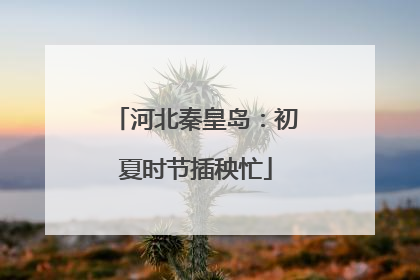 河北秦皇岛：初夏时节插秧忙