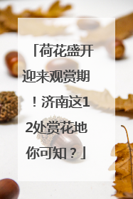 荷花盛开迎来观赏期！济南这12处赏花地你可知？