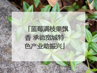蓝莓满枝果飘香 承德宽城特色产业助振兴