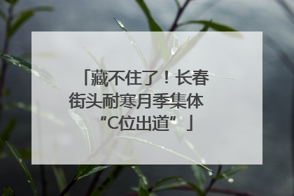 藏不住了！长春街头耐寒月季集体“C位出道”