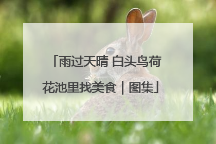 雨过天晴 白头鸟荷花池里找美食｜图集
