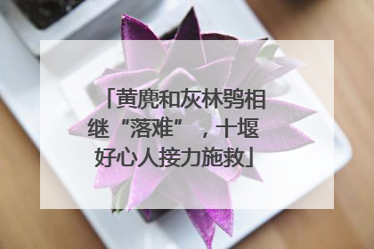 黄麂和灰林鸮相继“落难”，十堰好心人接力施救