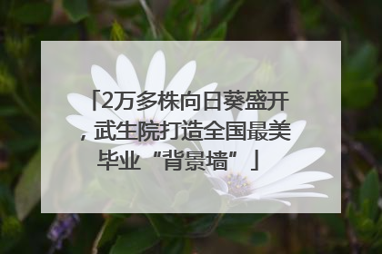 2万多株向日葵盛开，武生院打造全国最美毕业“背景墙”